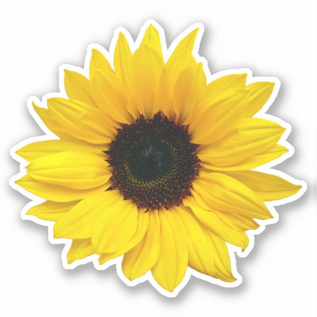 Pegatina de girasol amarillo cortada con beso de f (Anverso)
