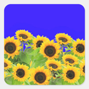 Pegatina de girasoles bandera de Ucrania colorea l