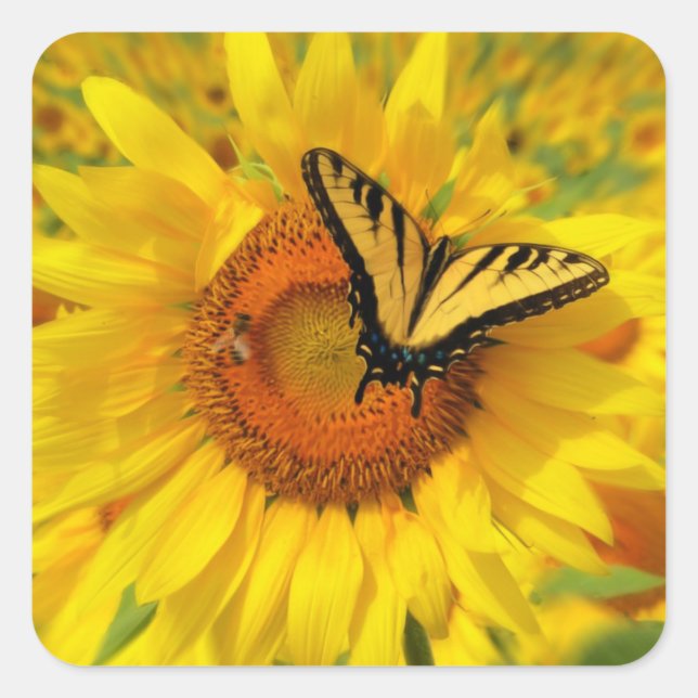 Pegatina de girasoles, pegatinas de mariposas (Anverso)