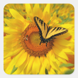 Pegatina de girasoles, pegatinas de mariposas