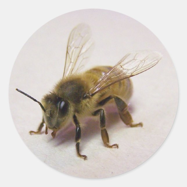 Pegatina de Honey Bee (Anverso)