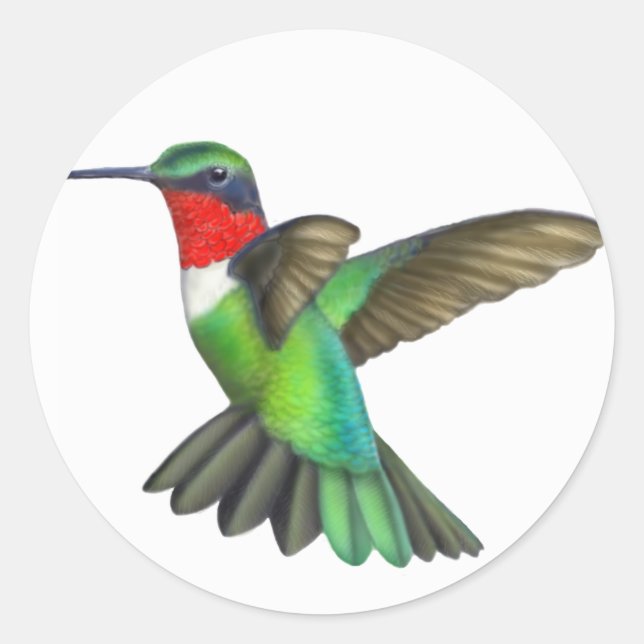 Pegatina De Hummingbird Con Ruby De Hombre Volador (Anverso)