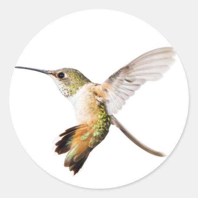 Pegatina de Hummingbird de Allen (Anverso)