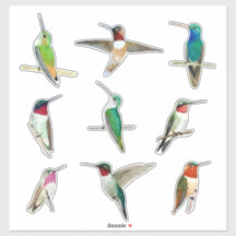 Pegatina de Hummingbirds de América del Norte