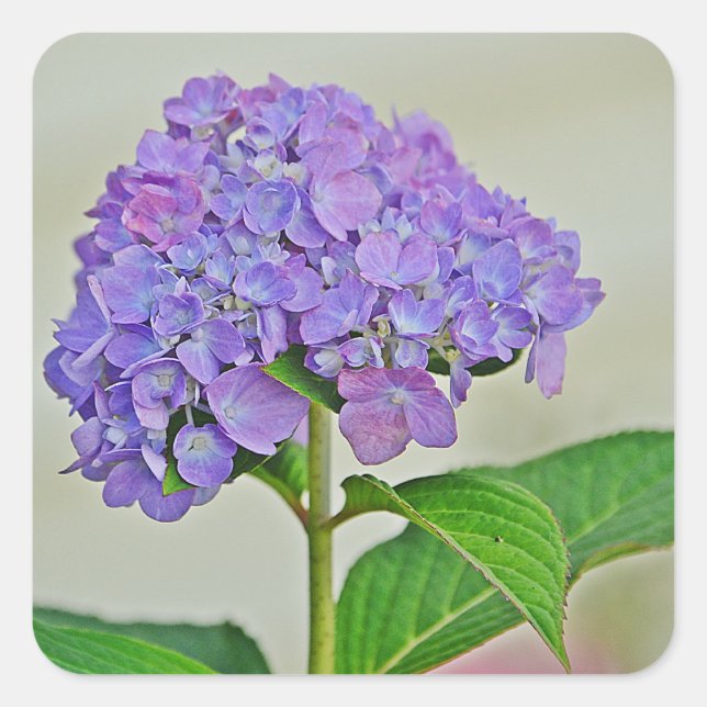 Pegatina de Hydrangea Blossom (Anverso)