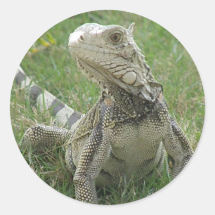 Pegatina de Iguana