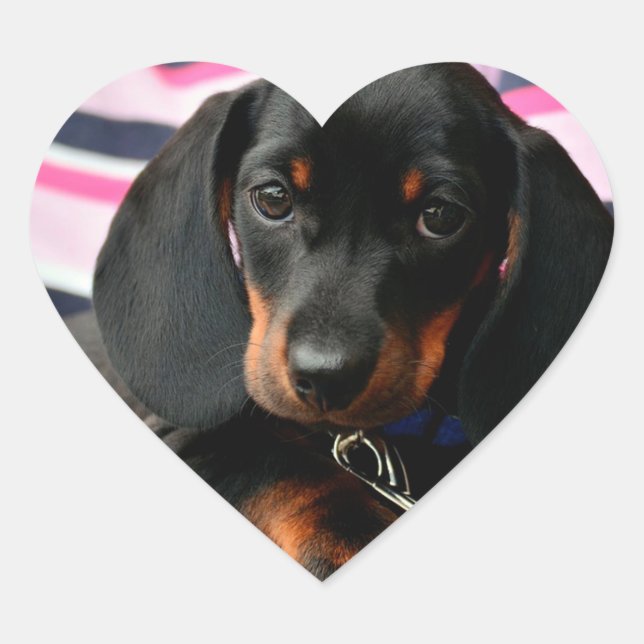 Pegatina de la cara de perro con cachorro (Anverso)