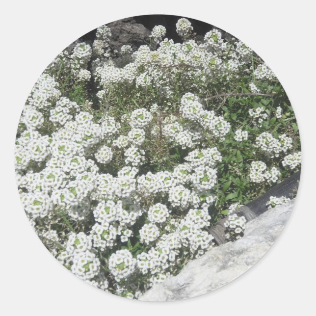 Pegatina de la cubierta de masa blanca (Anverso)