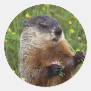 Pegatina de la dosis de Groundhog - Más cerca