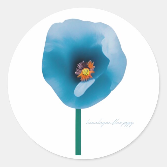Pegatina de la flor de amapola azul del Himalaya (Anverso)