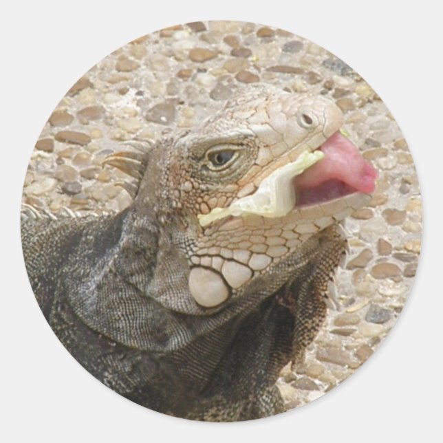 Pegatina de la lengua del lagarto (Anverso)