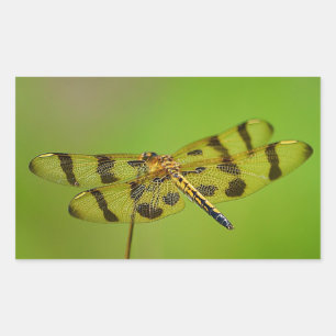 Pegatina de la libélula dorada