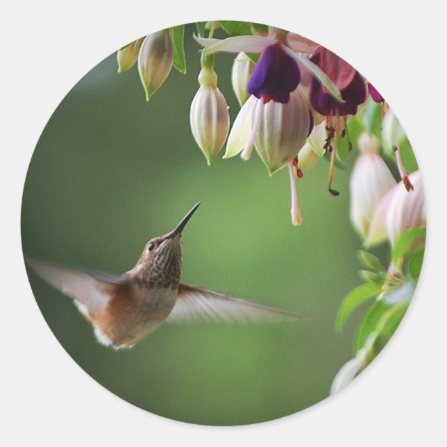 Pegatina De La Planta De Flores Hummingbird Y Fush (Anverso)
