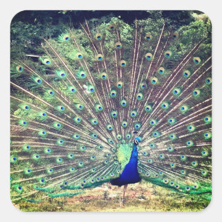 Pegatina de la plaza Peacock