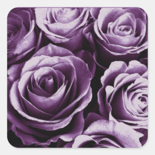 Pegatina de la plaza Rosa  de la Rosa Morada Bouqu