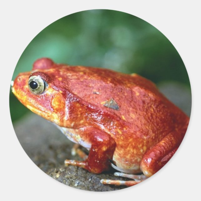 Pegatina de la rana (Anverso)