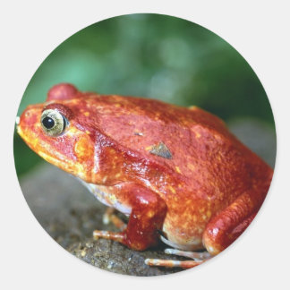 Pegatina de la rana