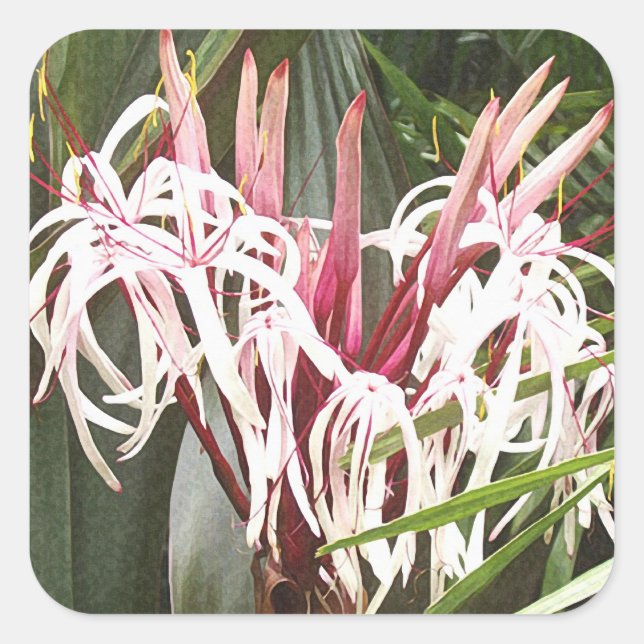Pegatina de la Reina Emma Crinum Lilies (Anverso)