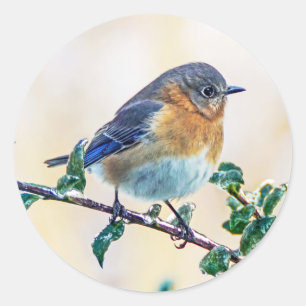 Pegatina de la Ronda Limb de Bluebird Oriental