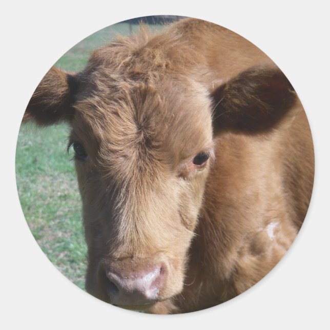 Pegatina de la ventana de cálculo de cierre (Anverso)