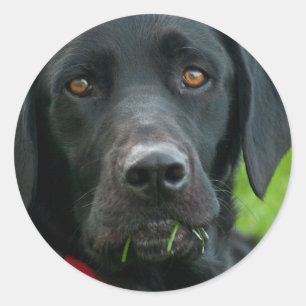 Pegatina de Lab Grass for Lunch Black Lab