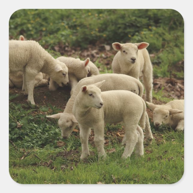 Pegatina de Lamb Square (Anverso)
