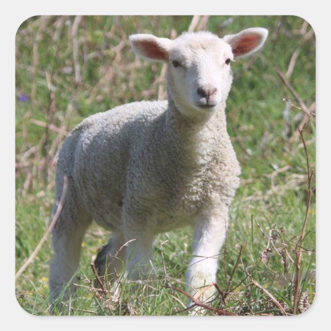 Pegatina de Lamb Square (Anverso)