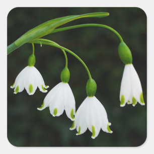 Pegatina de las flores de nieve de primavera