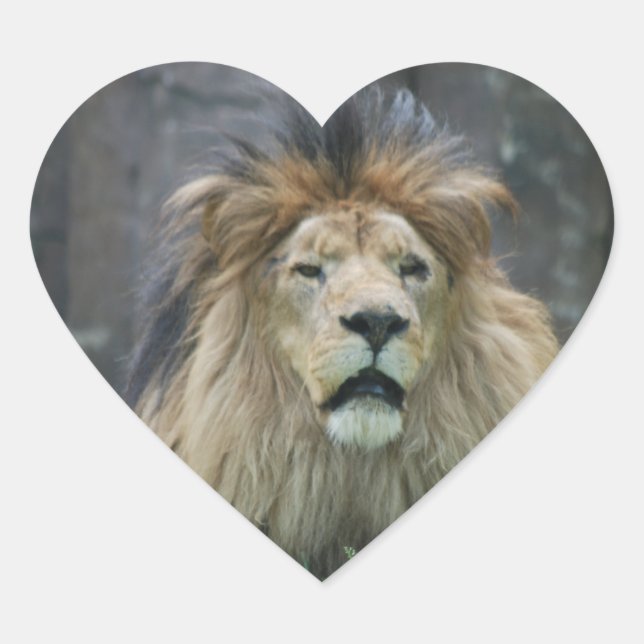 Pegatina de leones (Anverso)