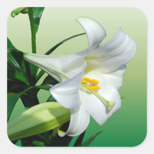 Pegatina de Lily de Pascua