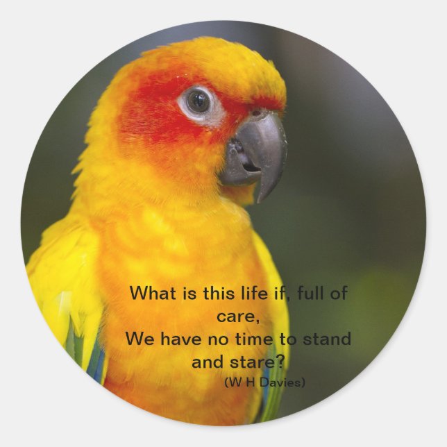 Pegatina de loro de Sun Conure (con texto) (Anverso)