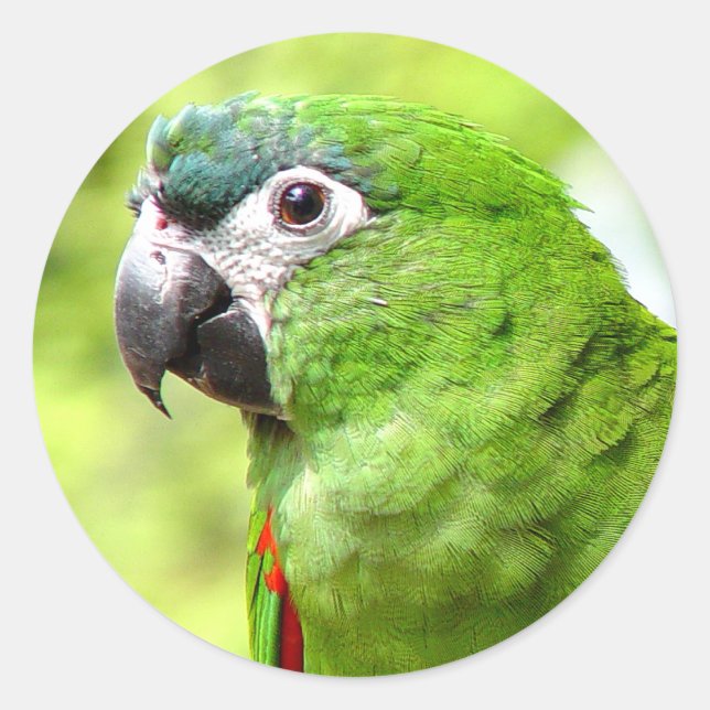 Pegatina de loro verde 2 (Anverso)