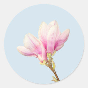 Pegatina de Magnolia Rosa