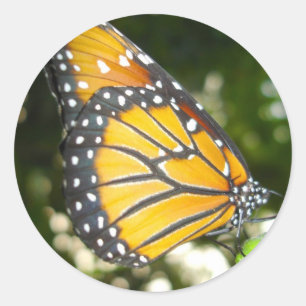 Pegatina de mariposa monarca