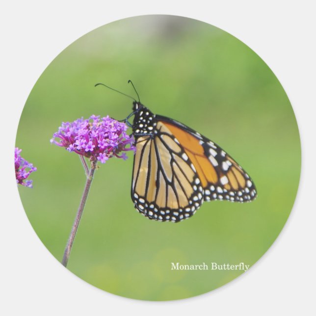 Pegatina de mariposa monarca (Anverso)