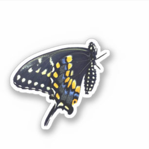 Pegatina de mariposas Black Swallowtail
