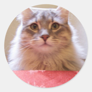 pegatina de modales de tabla