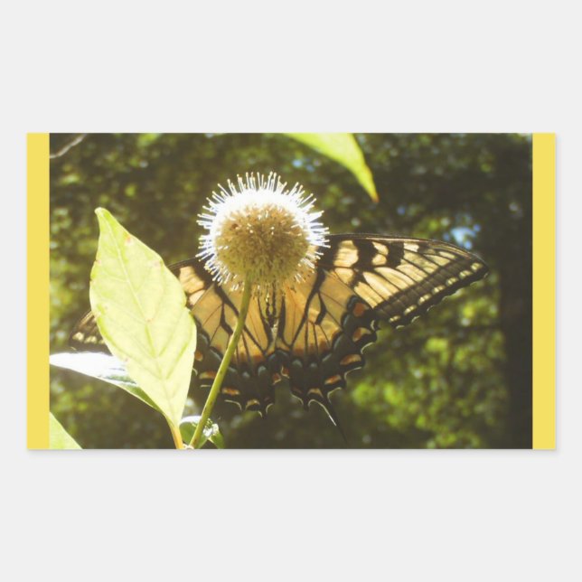 Pegatina de monarca amarillo (Anverso)