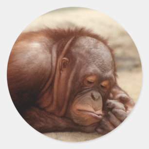 Pegatina de mono somnoliento