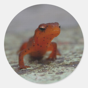 Pegatina de Newt Oriental