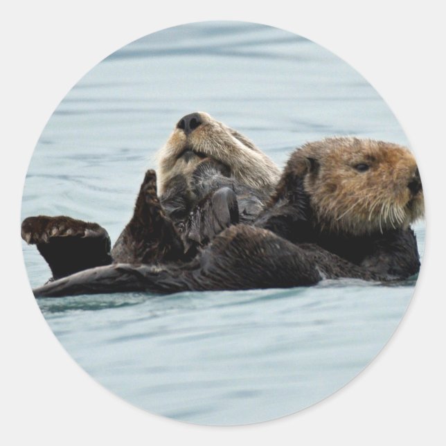 Pegatina de nutrias (Anverso)