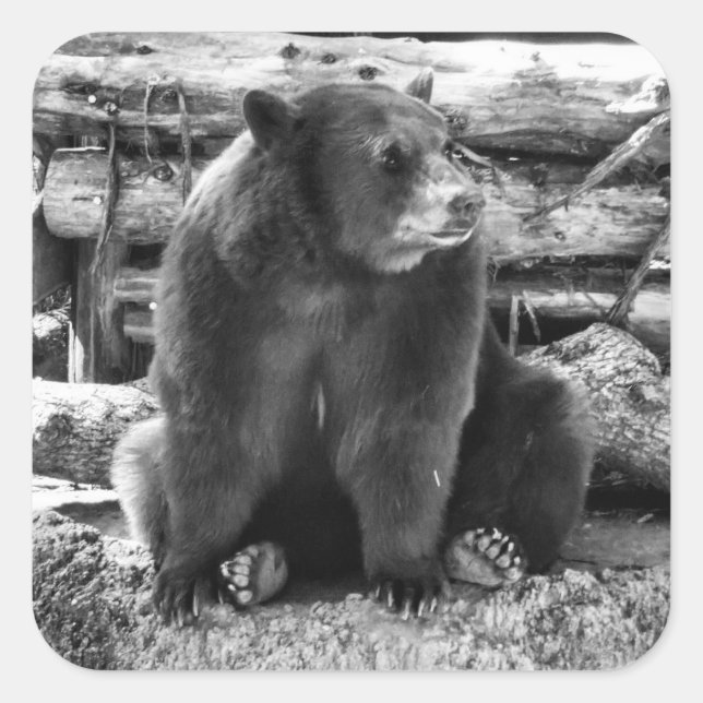 Pegatina de oso (Anverso)