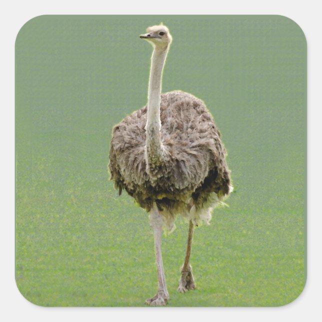 Pegatina de Ostrich (Anverso)