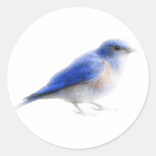 Pegatina de pájaro azul acuarela original