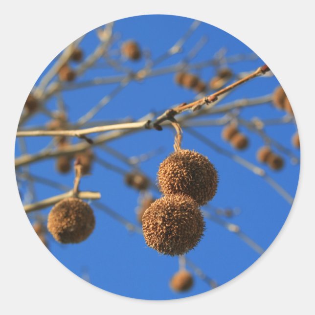 Pegatina de paletas de semillas de árbol (Anverso)