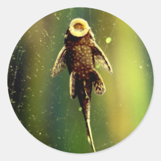 Pegatina de peces Sucker