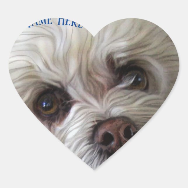 Pegatina de Peeka Boo maltés de Bichon Poodle (Anverso)