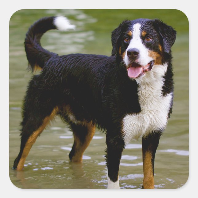 Pegatina de Perro Cachorro Bernés / Sello (Anverso)
