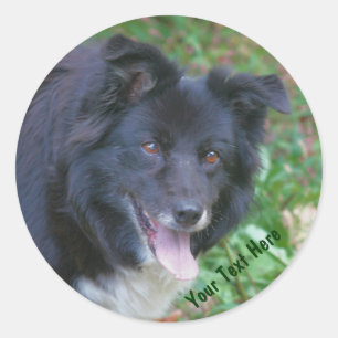 Pegatina de Perro Cute Sonriente en el Collie Fron