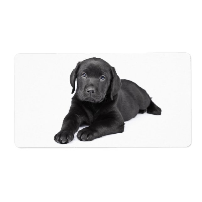 Pegatina de perro de cachorro negro recuperador de (Frente)